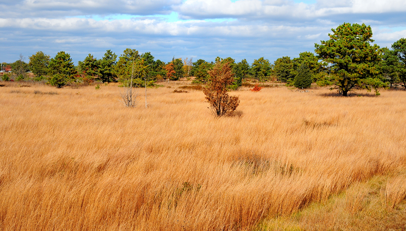 grassland