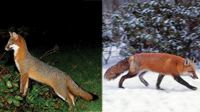 What Is The Difference Between A Red Fox And A Grey Fox What Is The Difference Between A Red Fox And A Grey Fox