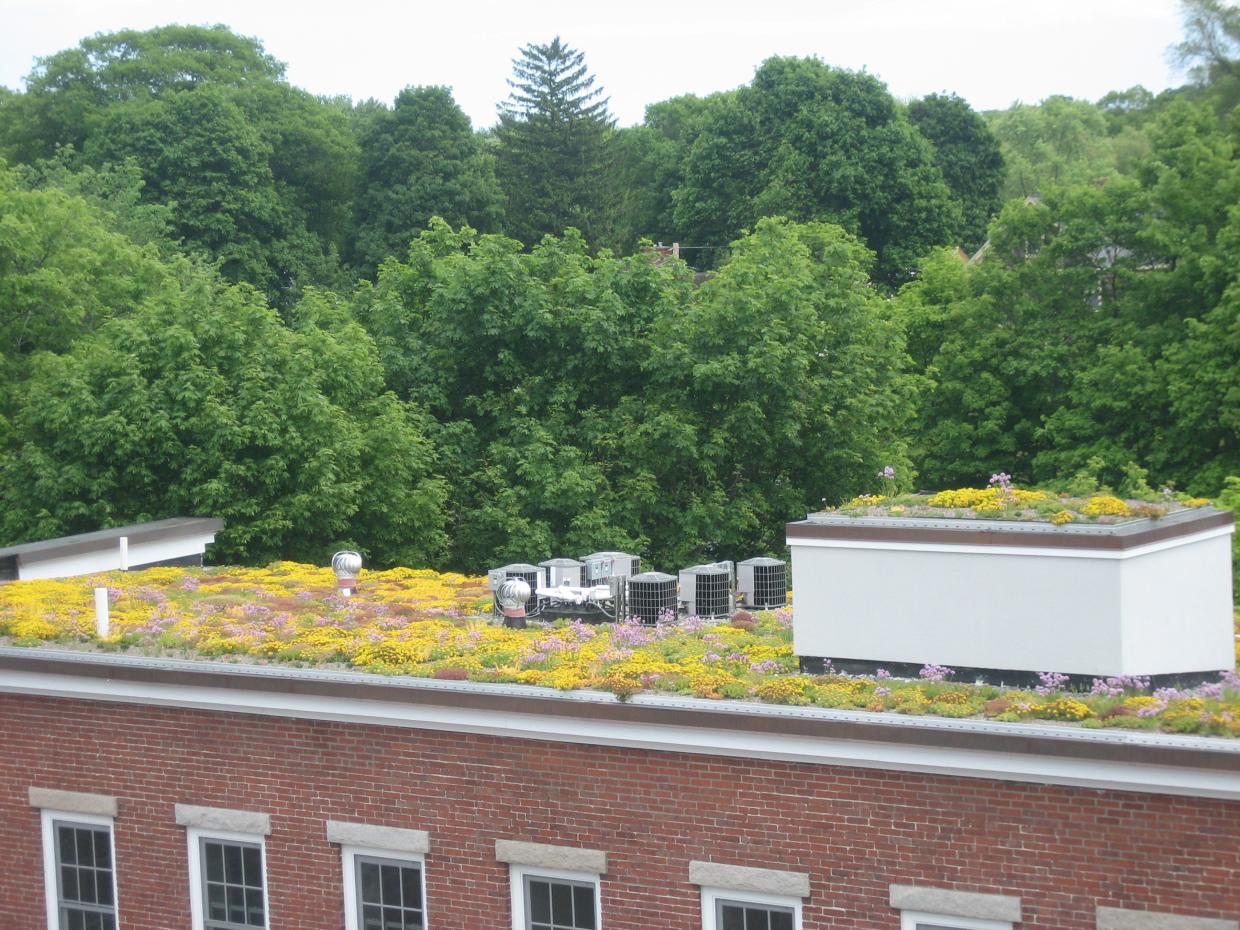 Whipple Riverview Place Green Roof, June 2008 
