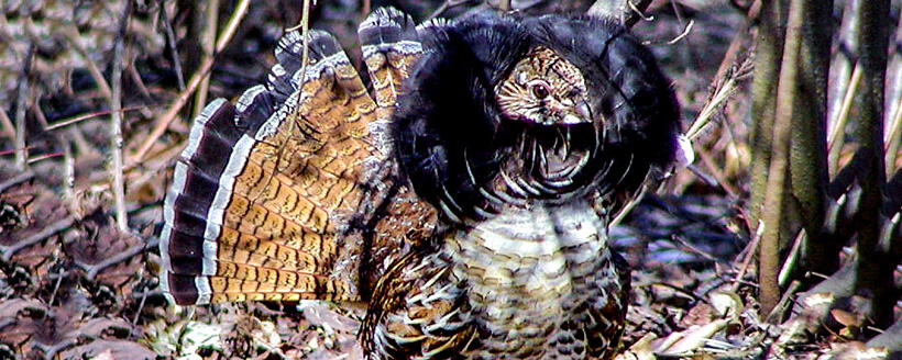 grouse hunting