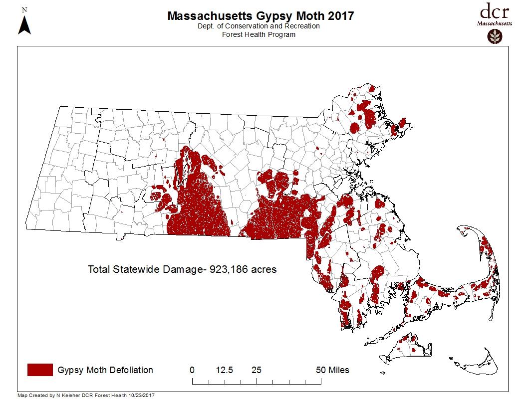 Image result for gypsy moth massachusetts