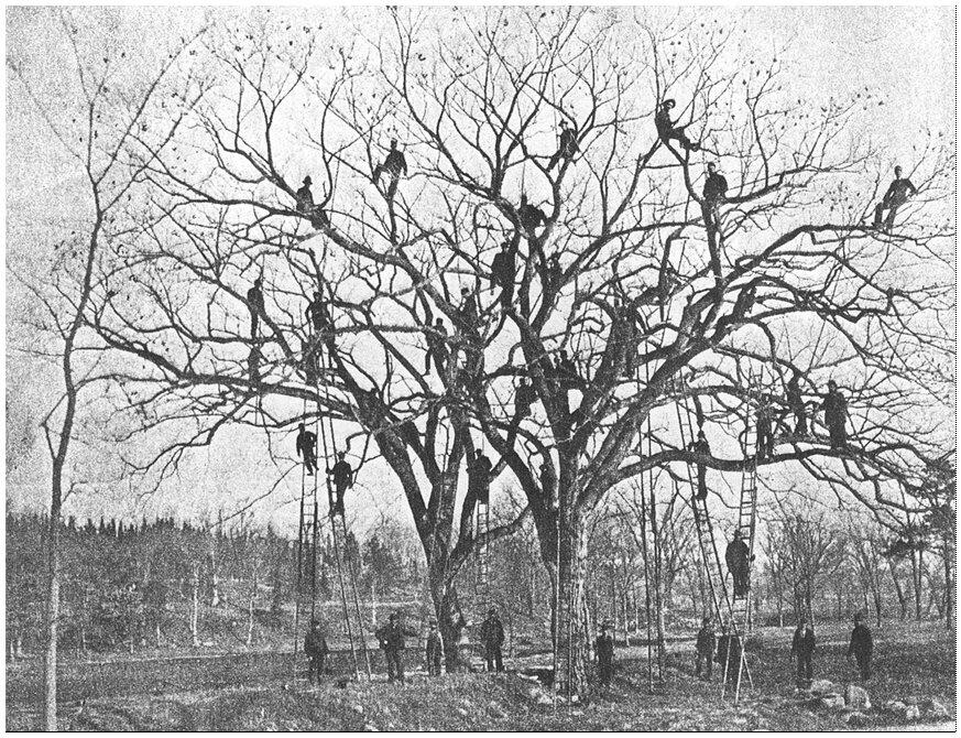 Early Gypsy Moth Control in MA