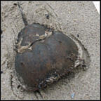 horseshoe crab