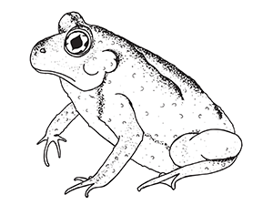 Eastern spadefoot