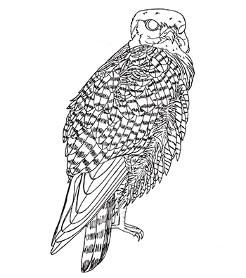 Peregrine falcon