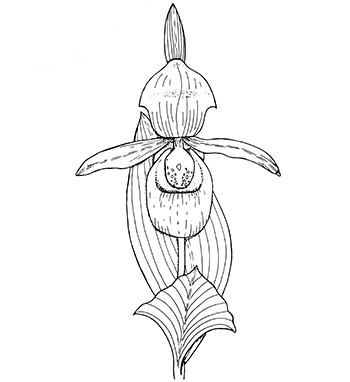 Showy lady's-slipper