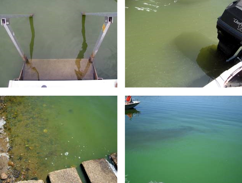 photos of algae blooms without scums