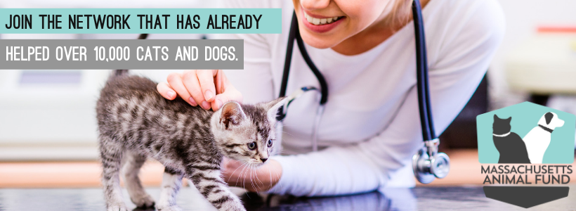 Veterinarian Examining a Kitty
