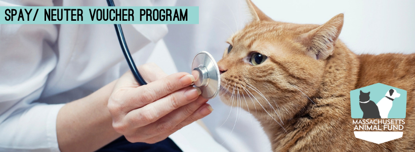 Veterinarian examining a cat.
