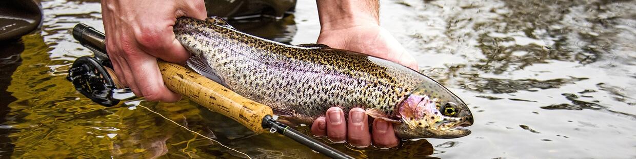 trout stocking