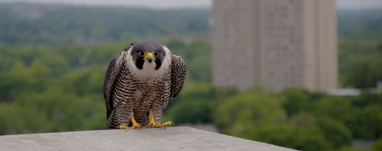 Peregrine falcon perched on building.