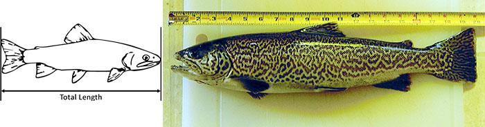 measure the total length of the fish