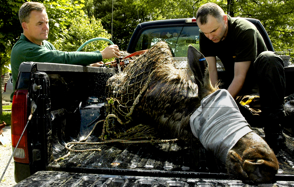 Large Animal Response Team with moose