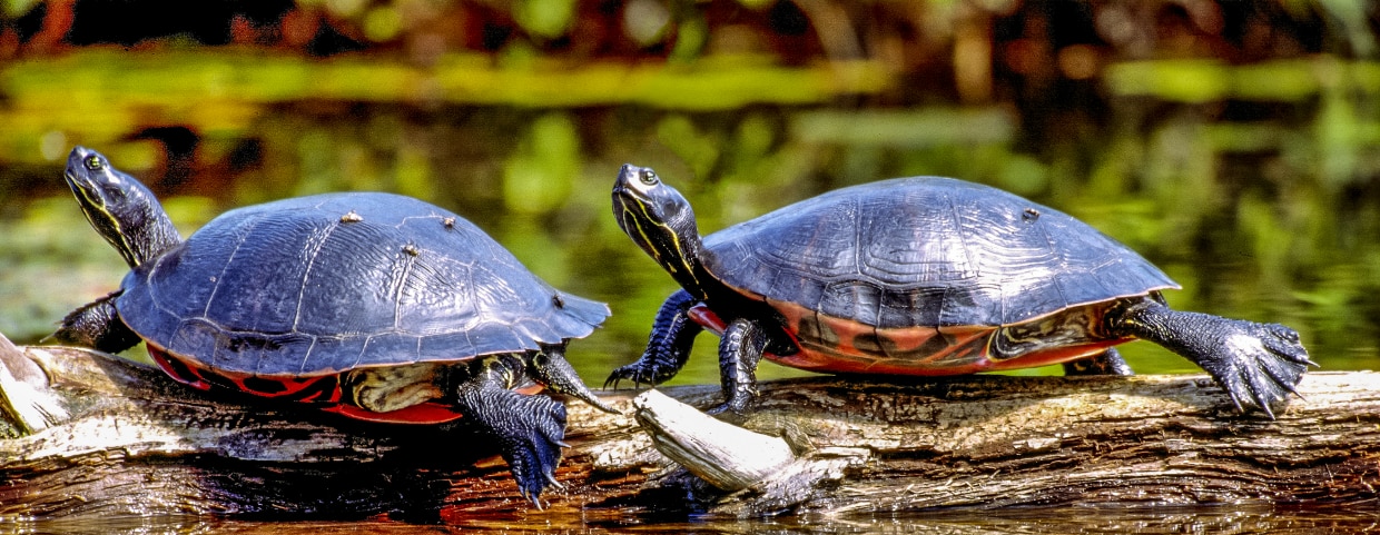 Two northern red-bellied cooters basking on a log