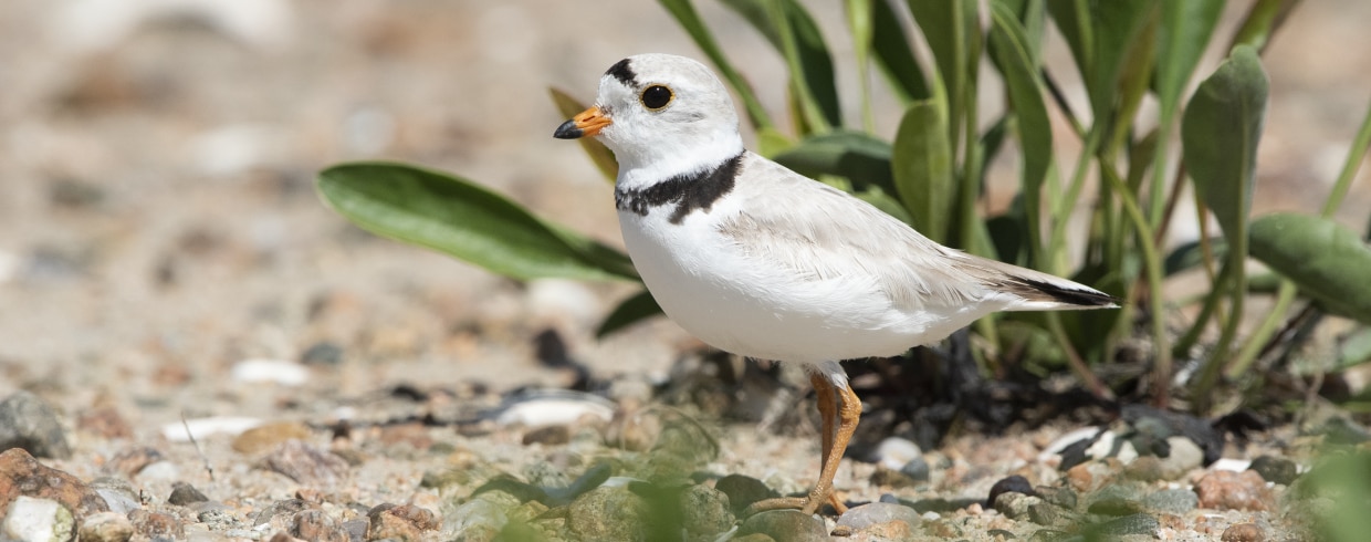 Piping plover on pebbly ground