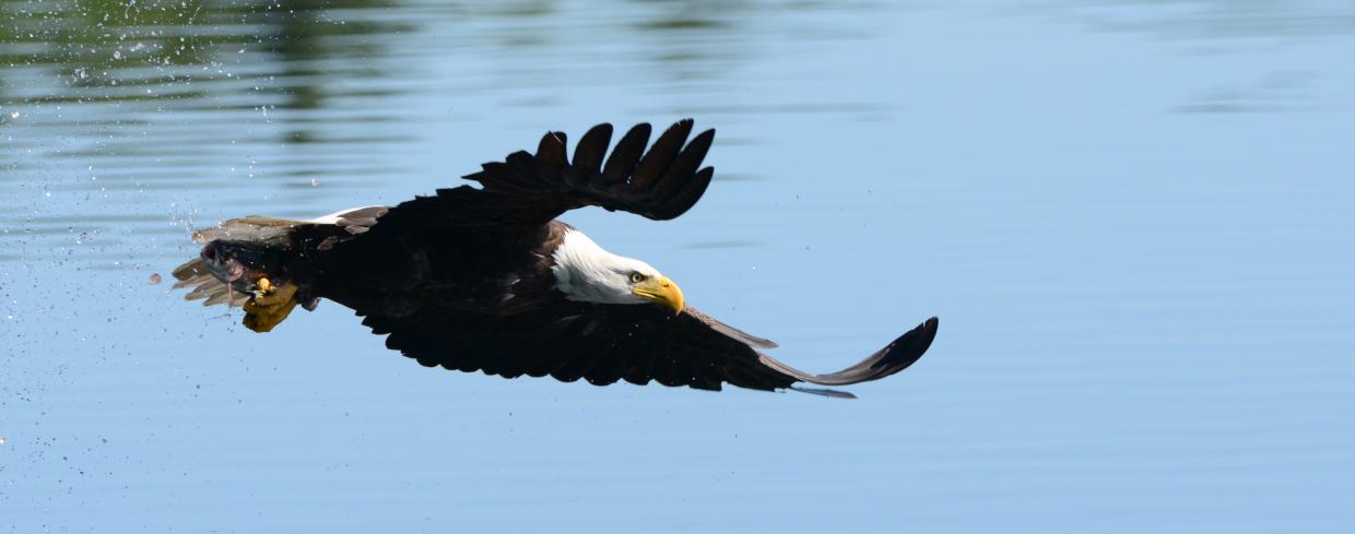 Bald eagle flying over the water
