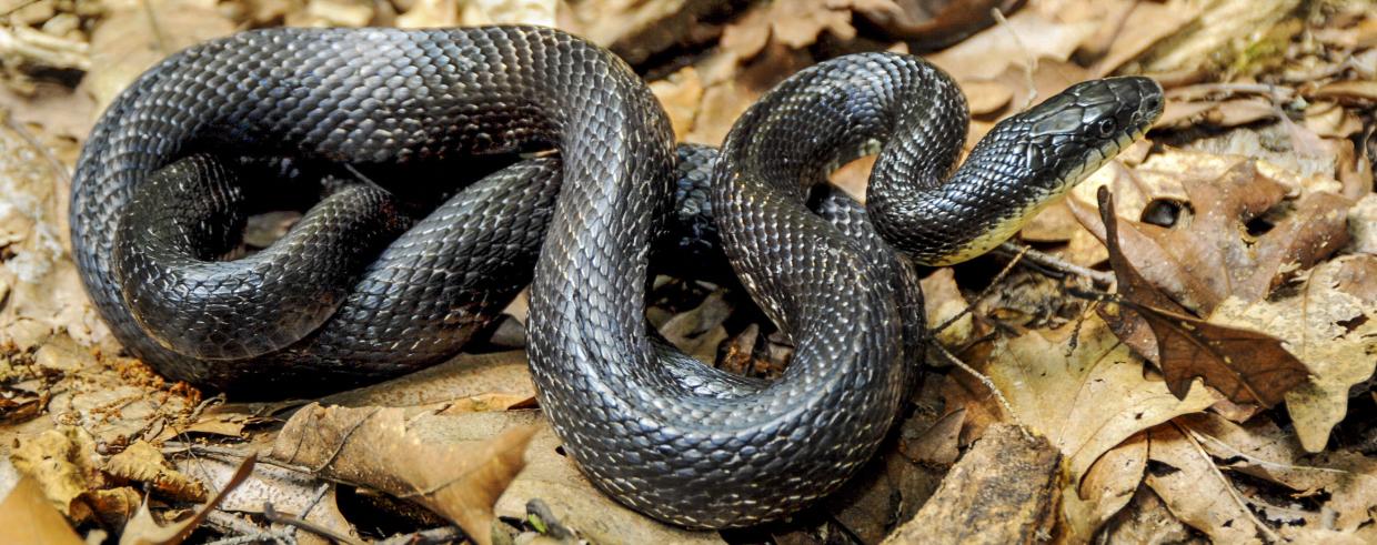 Learn about eastern ratsnakes | Mass.gov