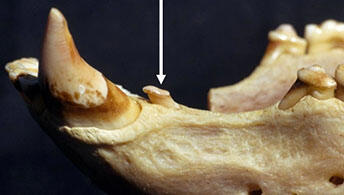 black bear premolar