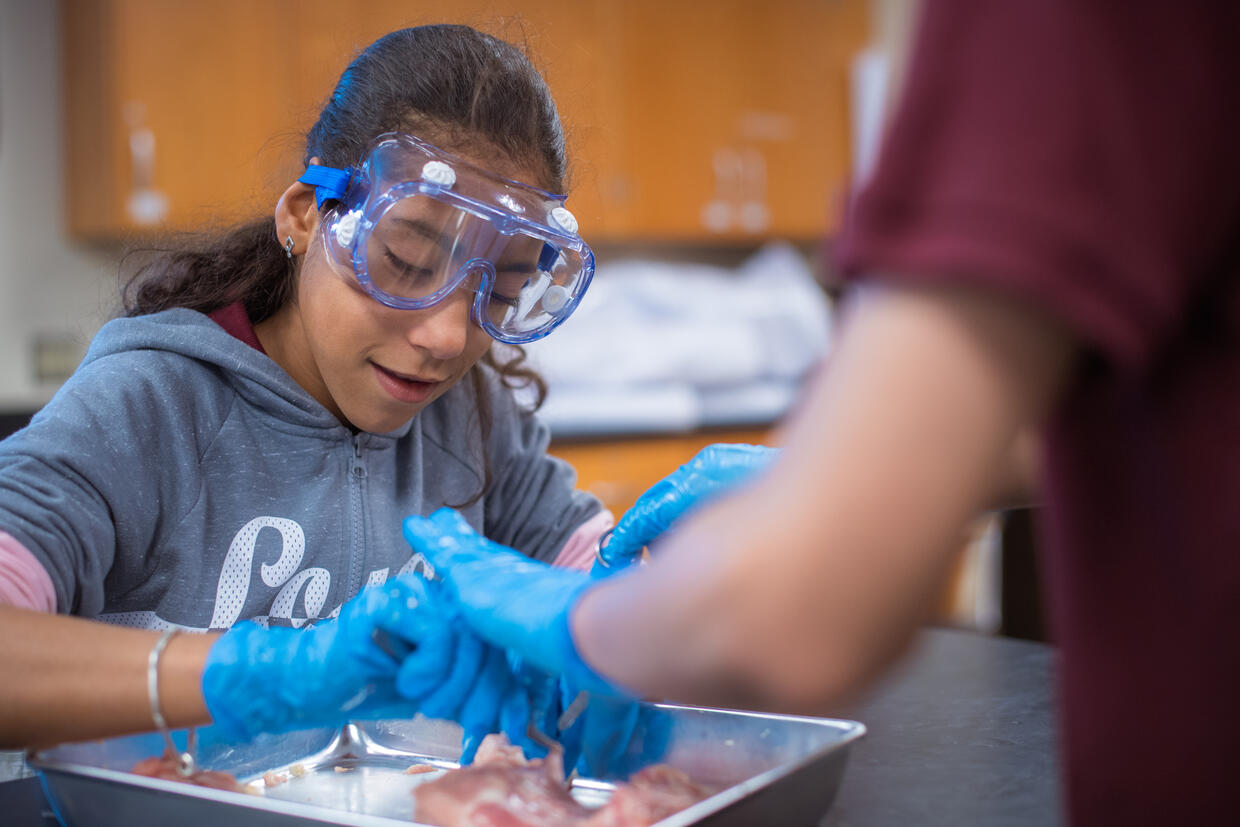 Students working in a lab on a biology project.