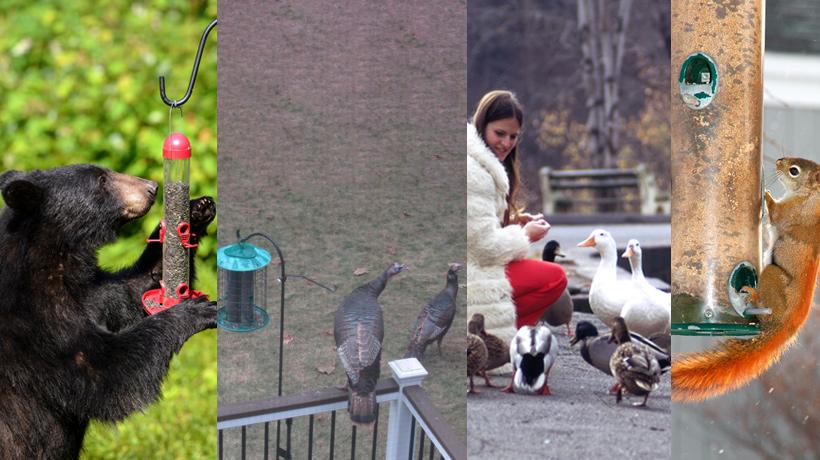 Bear, squirrel, and turkey eating from bird feeders; woman feeding waterfowl by hand
