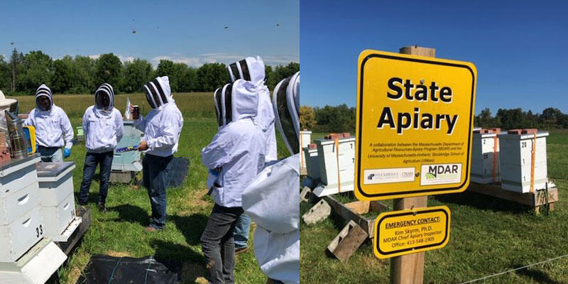 state apiaries