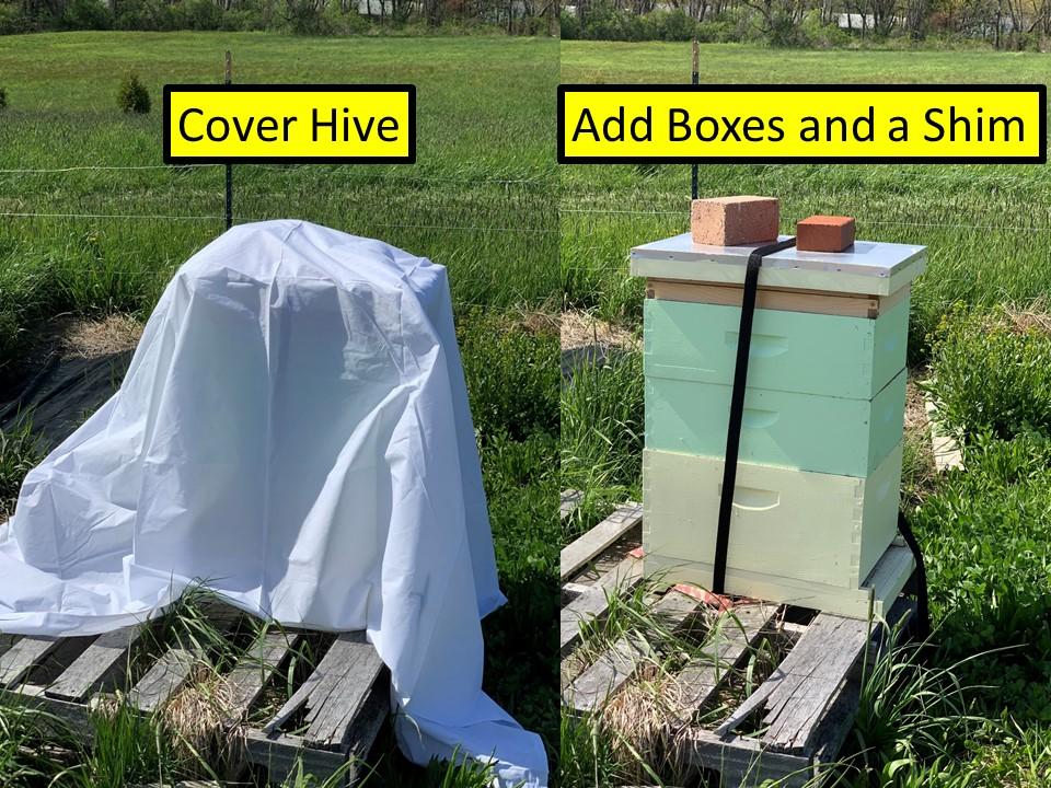 covered hives