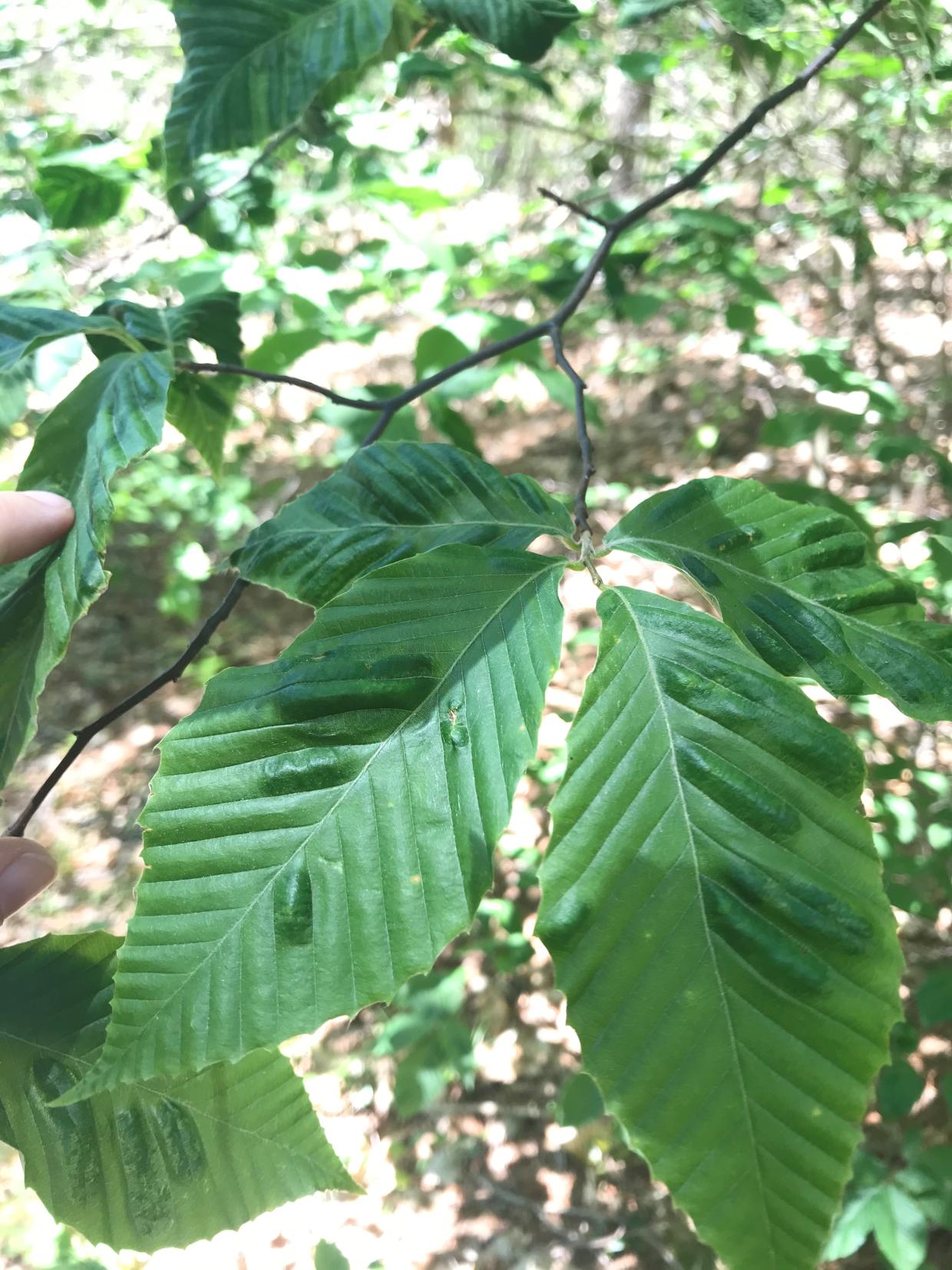 Symptomatic leaves of Beech Leaf Disease