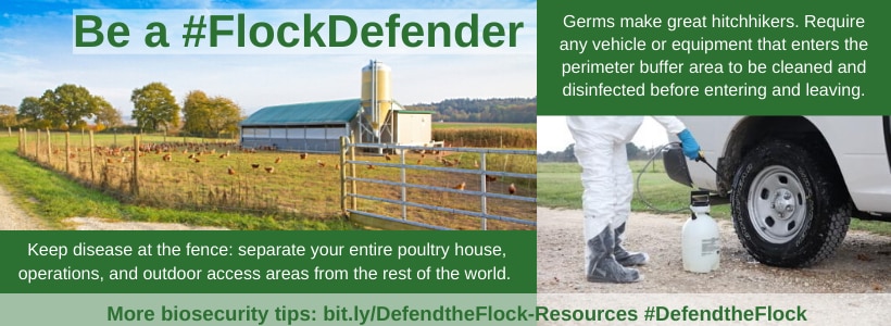 Be a #FlockDefender, picture of poultry behind fence and worker cleaning boots and truck wheels