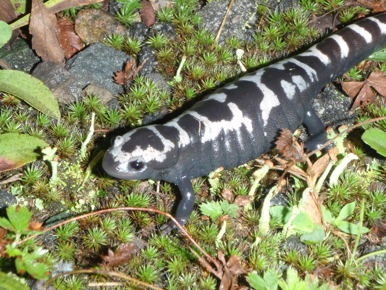 Pregnant marbled salamander
