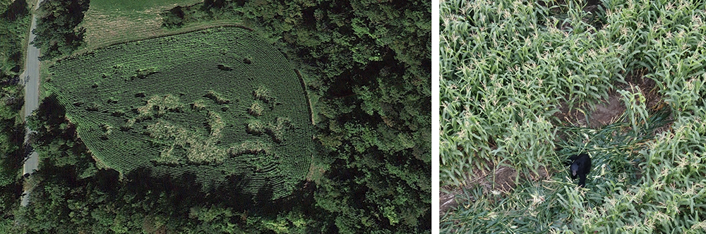 bear damage cornfield