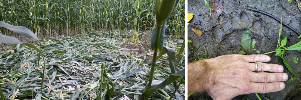 bear damage cornfield