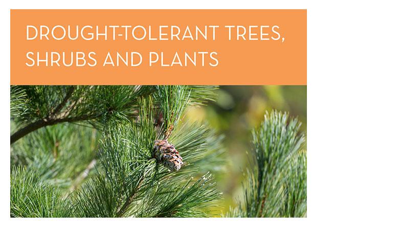 Drought-tolerant trees shrubs and plants