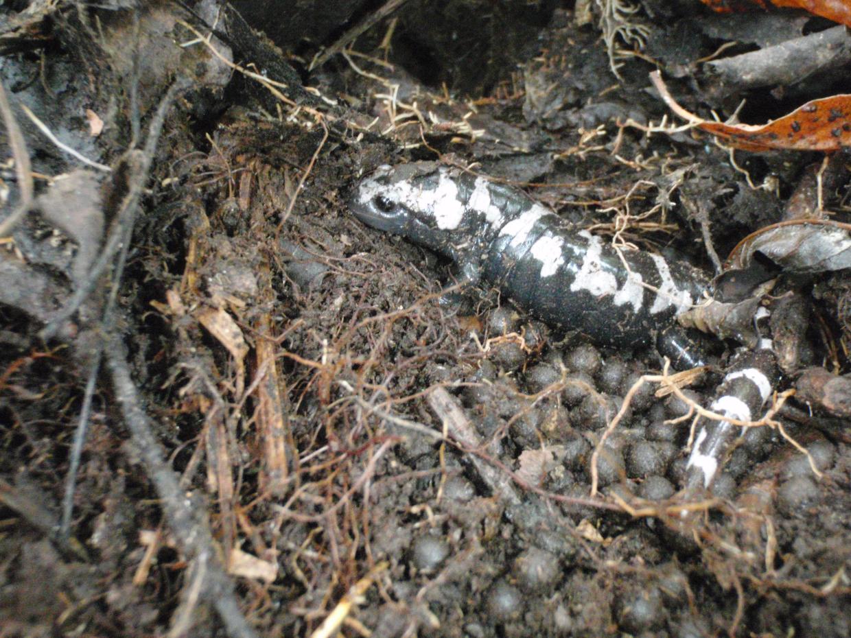 Marbled salamander with eggs
