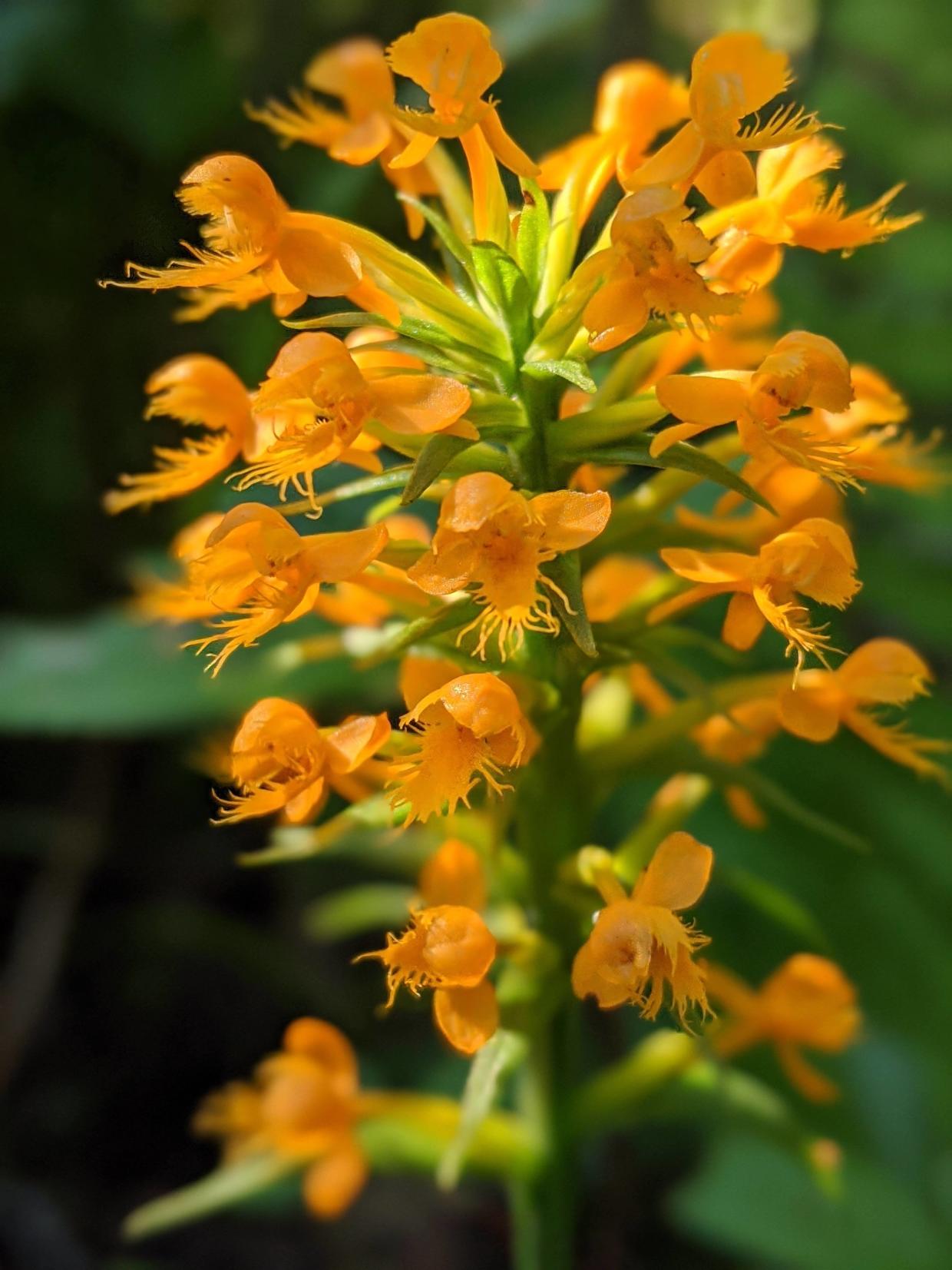 Crested fringed orchid
