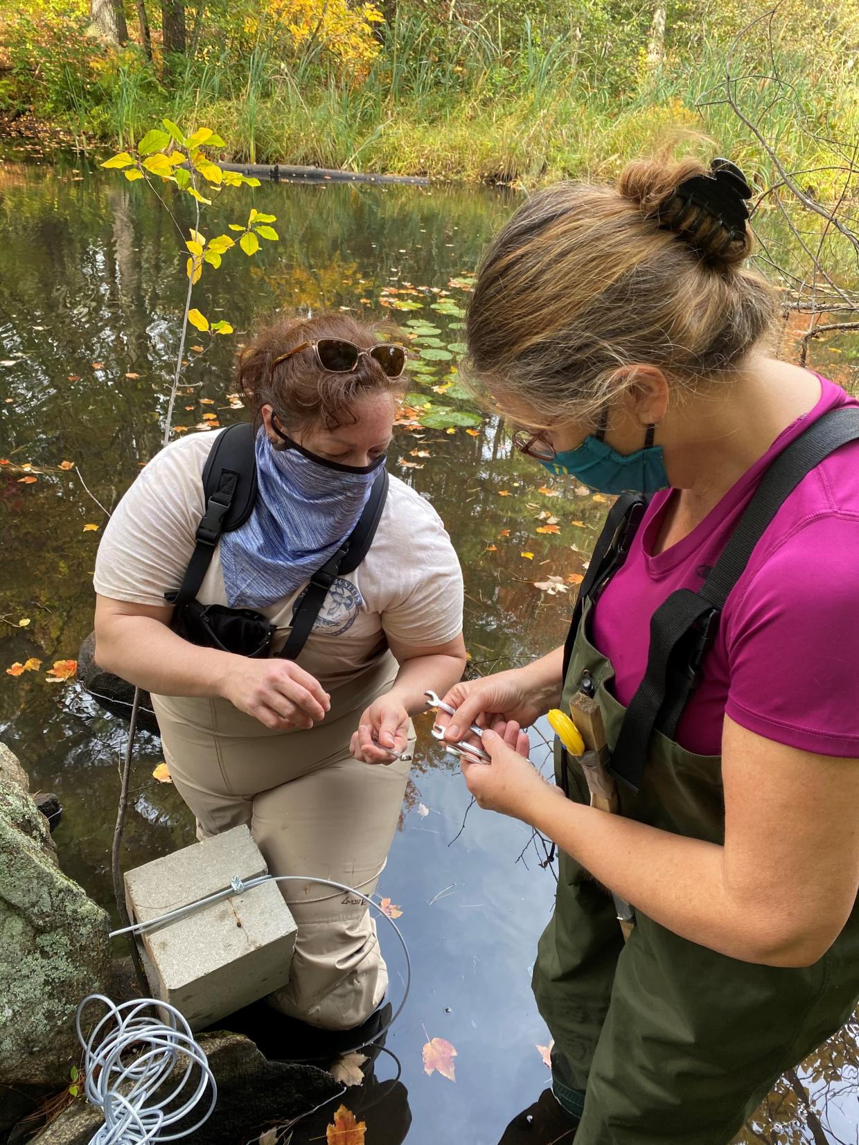 MassWildlife Fisheries Biologist Rebecca Quiñones and NRWA Water Programs Director, Martha Morgan installing a datalogger in a coldwater stream connecting to the Nashua River.