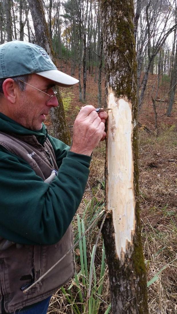 Looking for Emerald Ash Borer