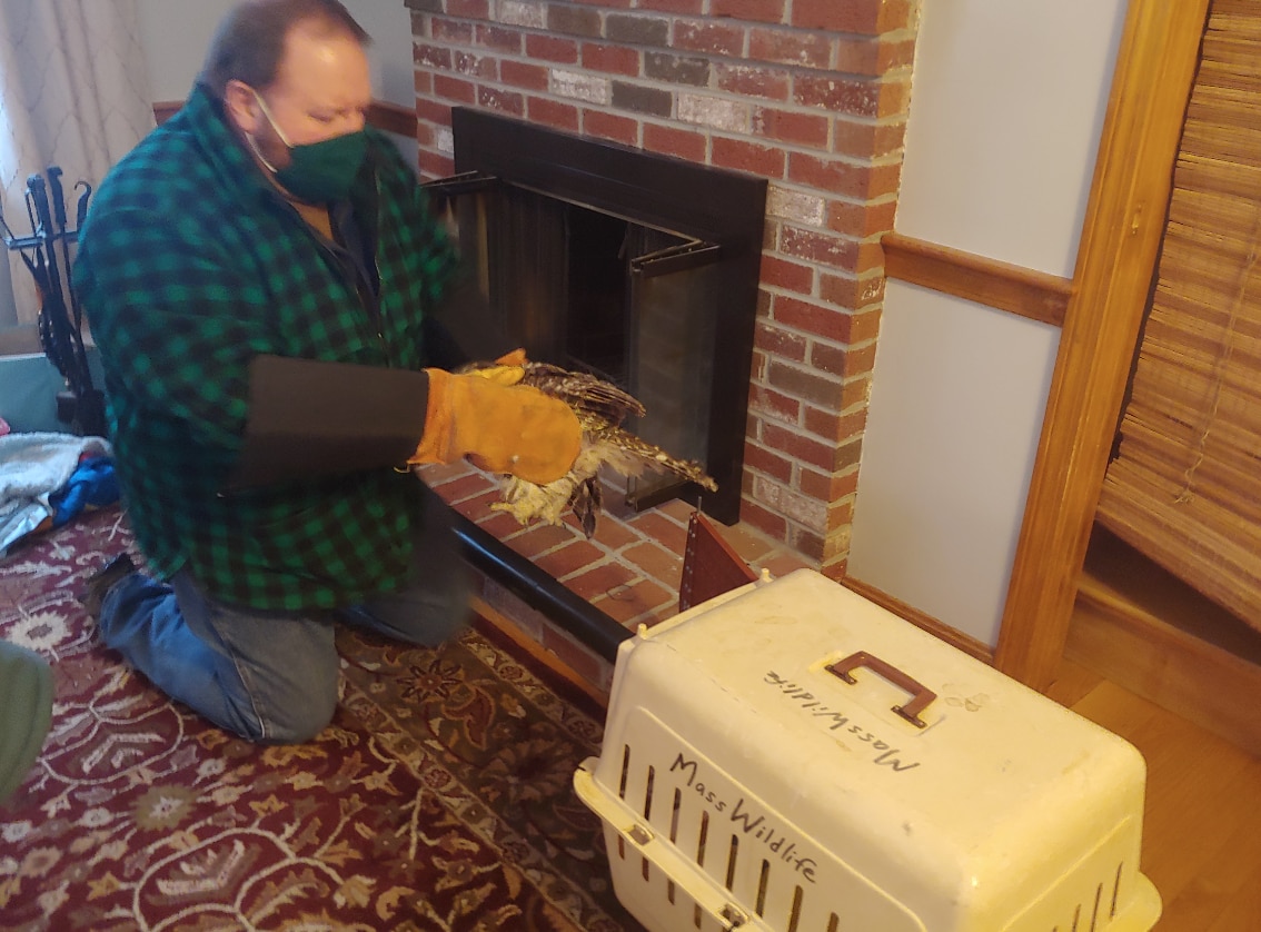 MassWildlife rescues barred owl from fireplace