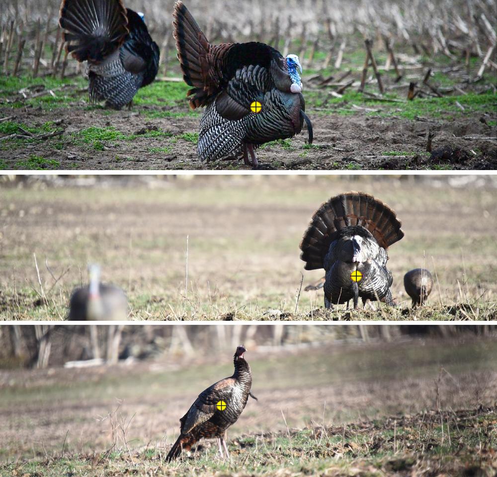 spring turkey shot placement