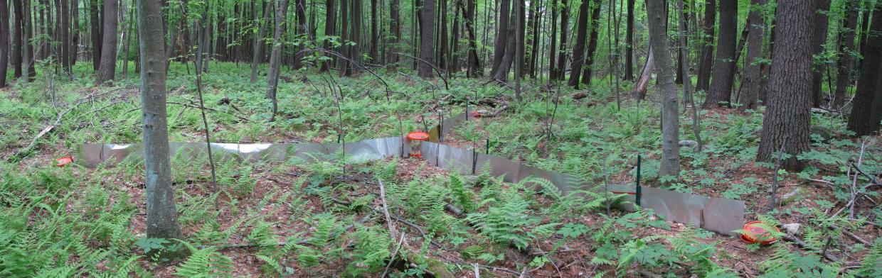 Pitfall trap on DCR Watershed land