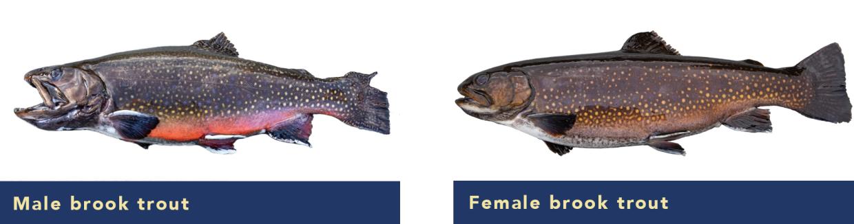 Male and female brook trout