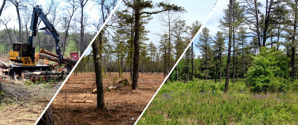 Montague plains before and after tree clearing