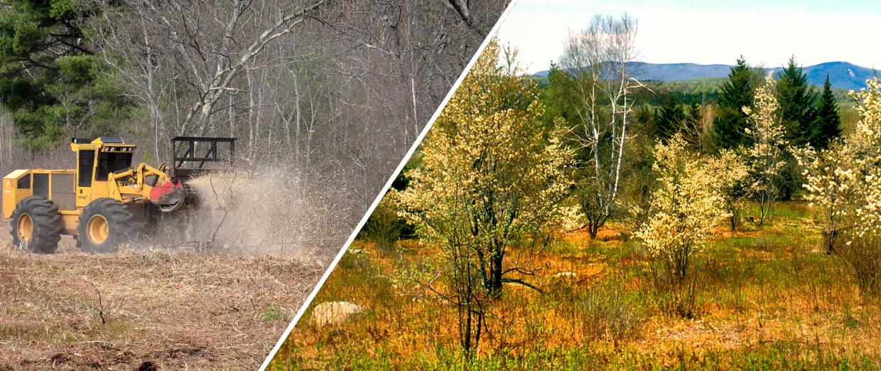 Montague plains before and after mulching