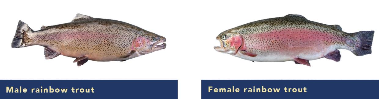 Male and female rainbow trout