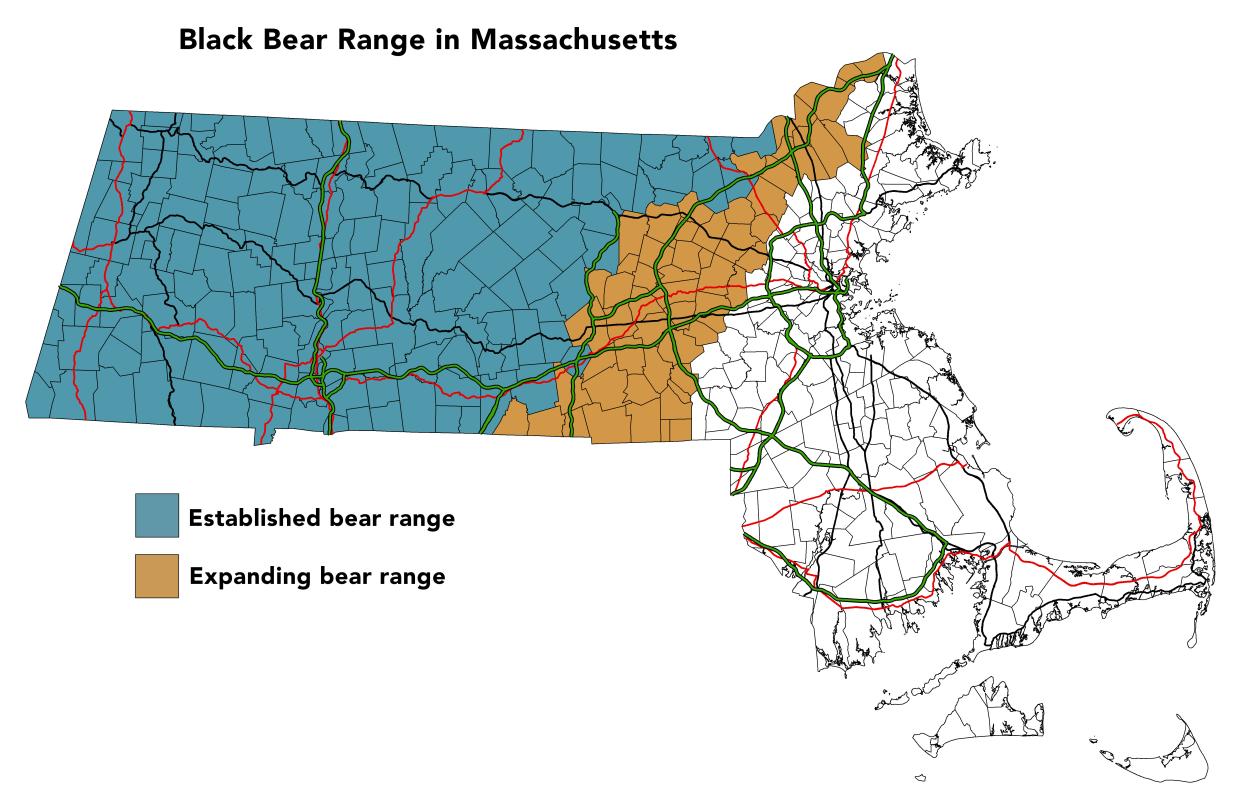 Map showing black bear range in Massachusetts