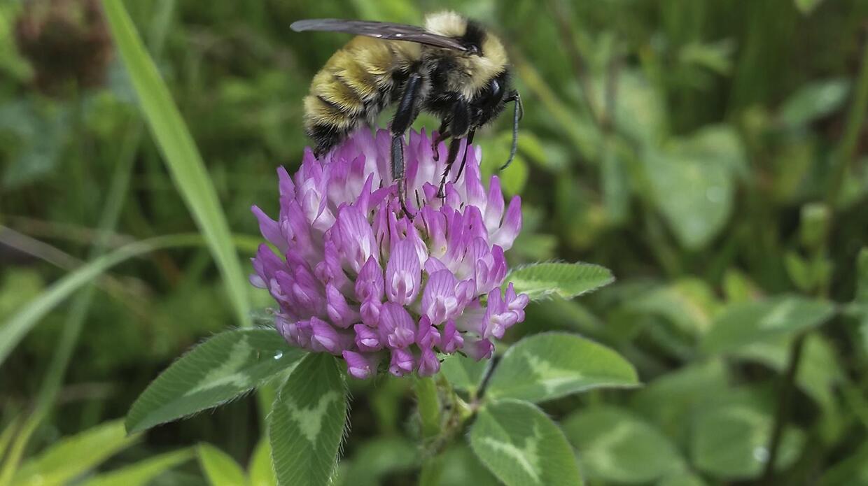 Bumblebee on a flower