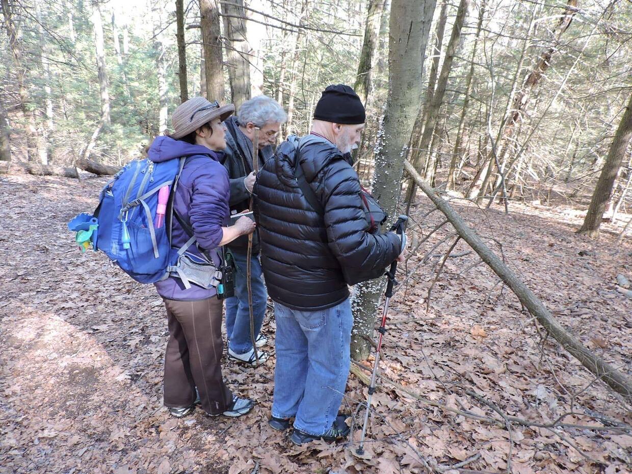 Three individuals are hiking with grippers on the bottom of their shoes. There are leaves covering the trail and they're leaning over to look at a branch from a tree which is leaning down onto the trail.