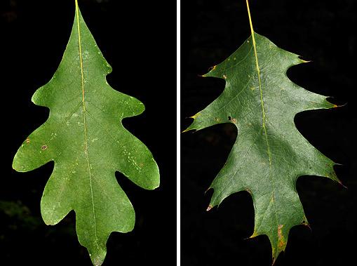 white oak and re oak leaves