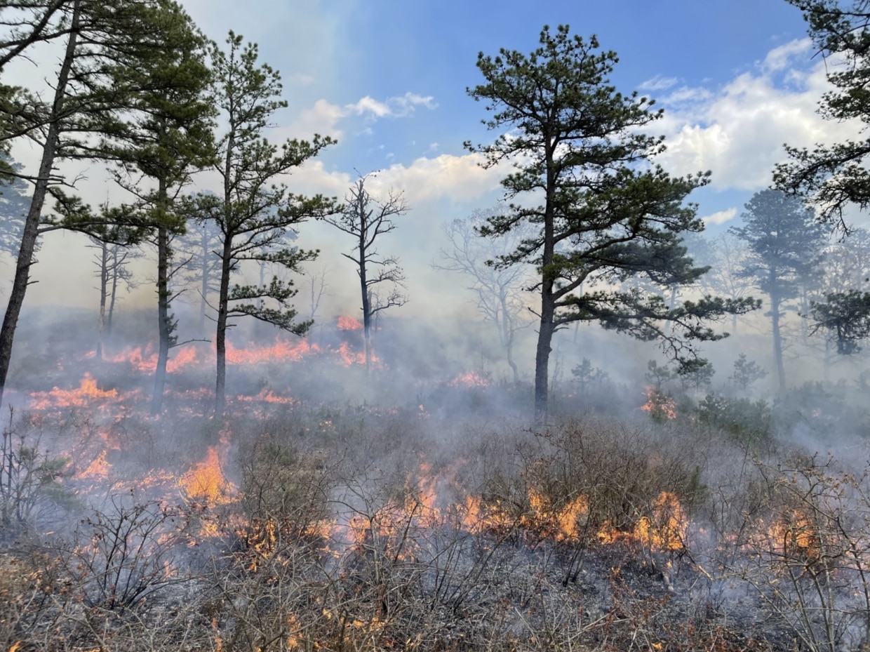 Early spring woodland prescribed fire at Frances Crane WMA in Falmouth.  