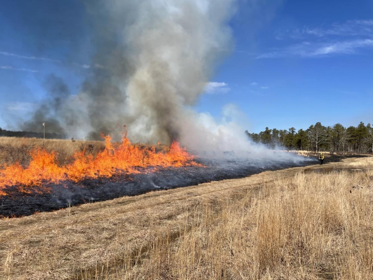 Early spring sandplain grassland prescribed fire at Frances Crane WMA