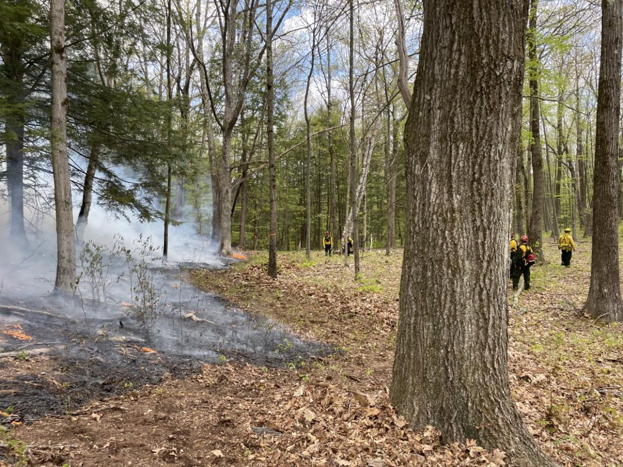 Prescribed fire in oak forest at Leyden WMA